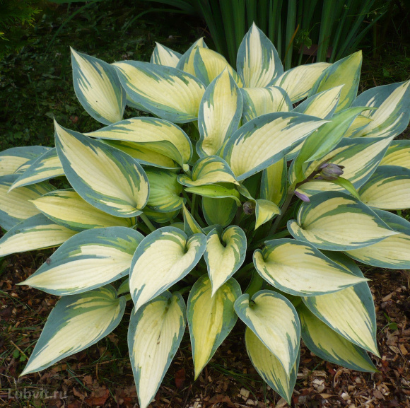 Спорт Джун Февер