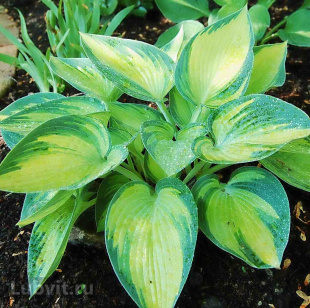 Хоста Джун (June) [M]