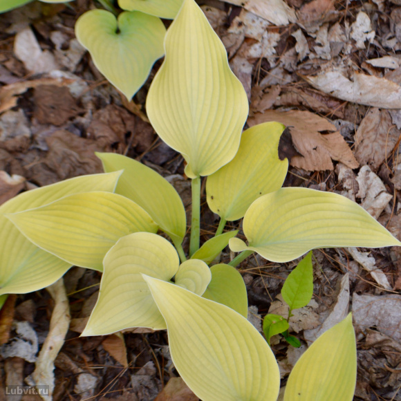 Спорт Инглиш Санрайз