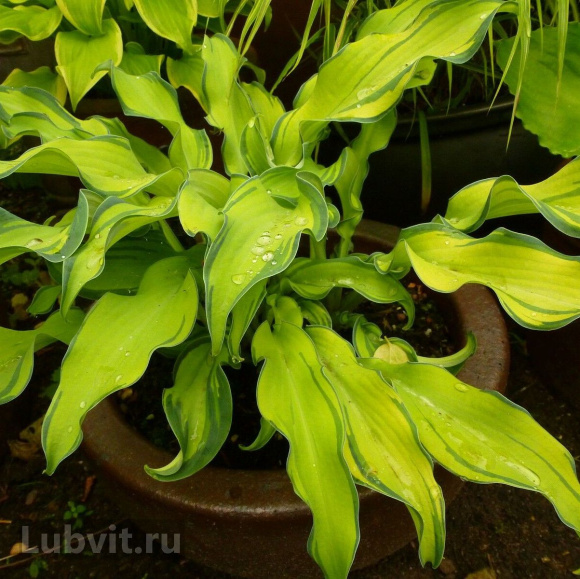 Спорт Риппли Эффект