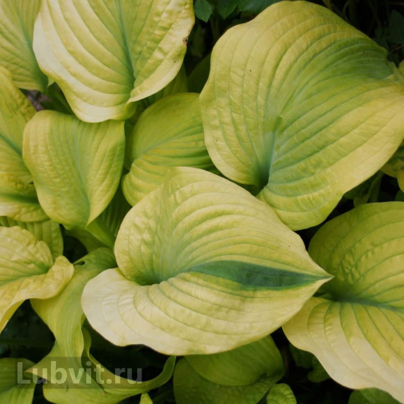 Спорт Оли Тайм