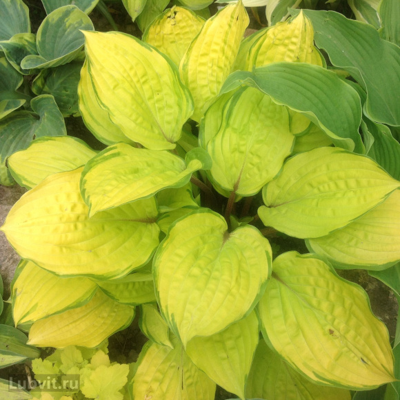 Спорт Джунс Голд