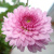 Хризантема мультифлора Кер де Лорен Софиане Саумон (Coeur De Lorraine R Sophiane Saumon) купить с доставкой