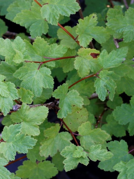 Пузыреплодник Тильден парк (Tilden Park) купить с доставкой