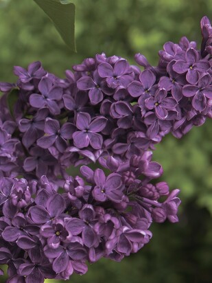 Сирень Сумерки Сирень Сумерки