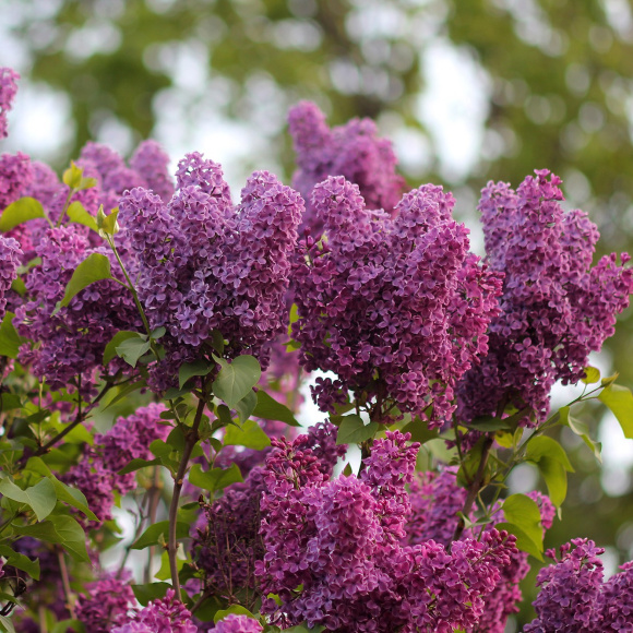 Сирень Сумерки купить с доставкой Сирень Сумерки купить с доставкой