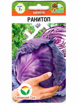 Капуста краснокочанная Ранитоп [Сибирский сад]
