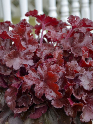 Гейхера Черри Трюфлз (Cherry Truffles) Гейхера Черри Трюфлз (Cherry Truffles)