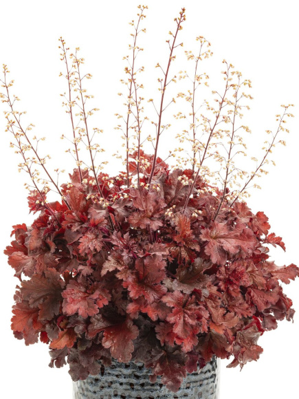 Гейхера Черри Трюфлз (Cherry Truffles) купить с доставкой