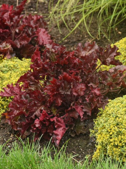 Гейхера Черри Трюфлз (Cherry Truffles) купить с доставкой