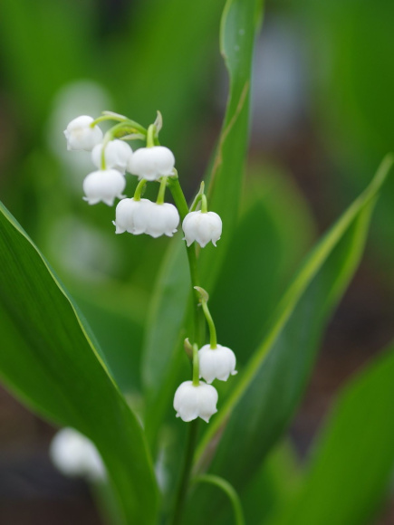 Ландыш Хардвик Холл (Hardwick Hall) купить с доставкой