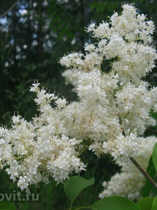 Сирень Амурская (Syringa amurensis)
