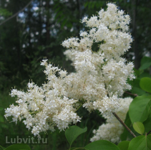 Сирень Амурская (Syringa amurensis)