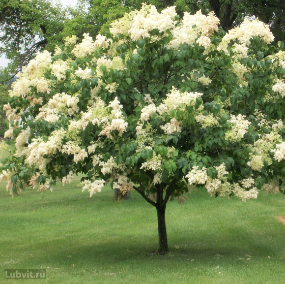 Сирень Амурская (Syringa amurensis) купить с доставкой Сирень Амурская (Syringa amurensis) купить с доставкой