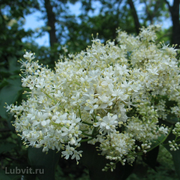 Сирень Амурская (Syringa amurensis) купить с доставкой Сирень Амурская (Syringa amurensis) купить с доставкой