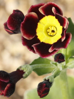 Примула Пирс Телфорд (Piers Telford) Примула Пирс Телфорд (Piers Telford)