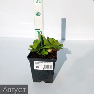 Примула Пирс Телфорд (Piers Telford)