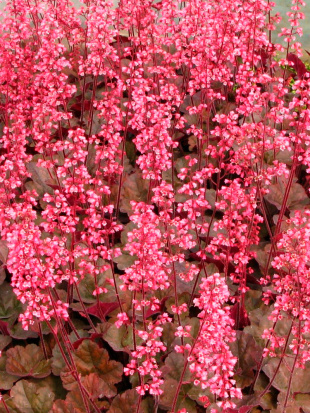 Гейхера Кассис (Cassis)