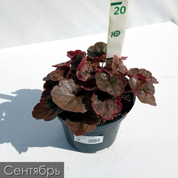 Гейхера Кассис (Cassis) купить с доставкой