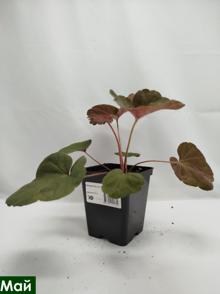 Гейхера Кассис (Cassis) купить с доставкой