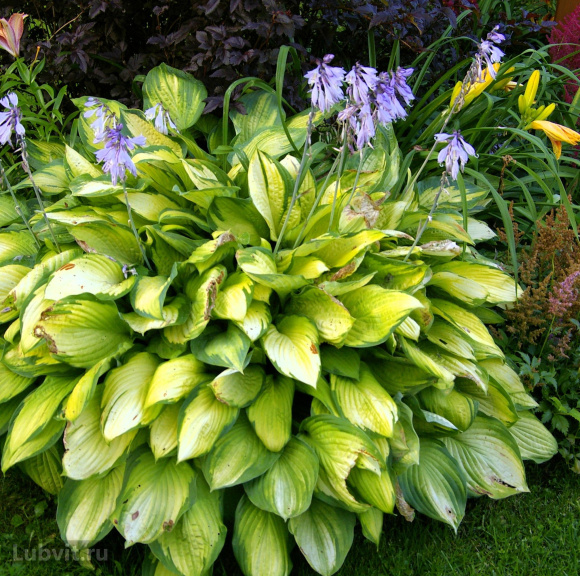 Хоста Паулс Глори (Pauls Glory) [L]] купить с доставкой