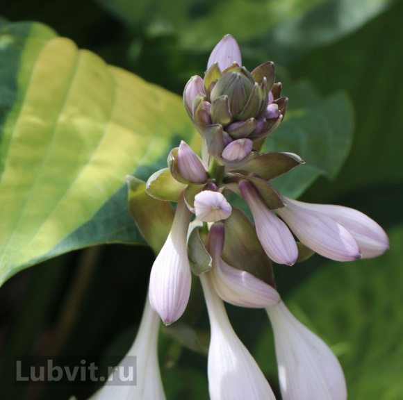 Хоста Паулс Глори (Pauls Glory) [L]] купить с доставкой