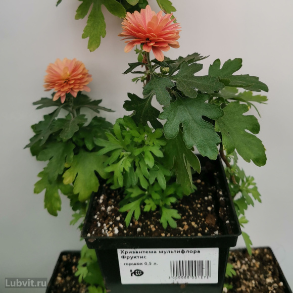 Хризантема мультифлора Фруктис купить с доставкой Хризантема мультифлора Фруктис купить с доставкой