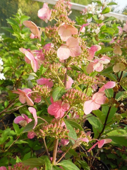 Гортензия Матильда (Mathilde) метельчатая купить с доставкой