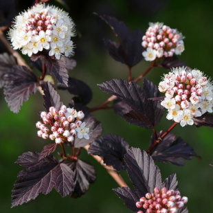 Пузыреплодник Блэк Найт (Black Night)