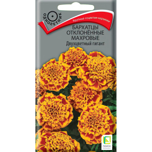 Бархатцы отклоненные махровые Двухцветный гигант [Поиск]