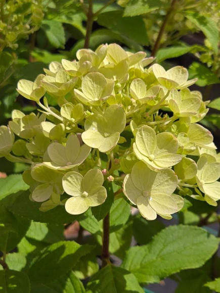 Гортензия Панфлора (Panflora) метельчатая купить с доставкой Гортензия Панфлора (Panflora) метельчатая купить с доставкой