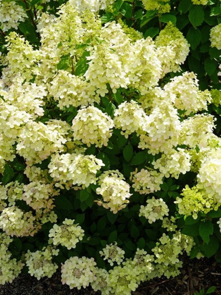 Гортензия Панфлора (Panflora) метельчатая купить с доставкой Гортензия Панфлора (Panflora) метельчатая купить с доставкой