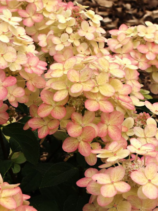 Гортензия Панфлора (Panflora) метельчатая Гортензия Панфлора (Panflora) метельчатая