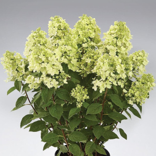 Гортензия Панфлора (Panflora) метельчатая