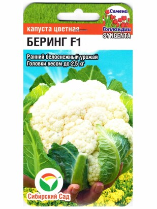 Капуста цветная Беринг [Сибирский сад]