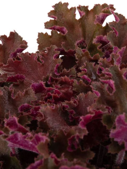 Гейхера Рекс Ред (Rex Red) купить с доставкой