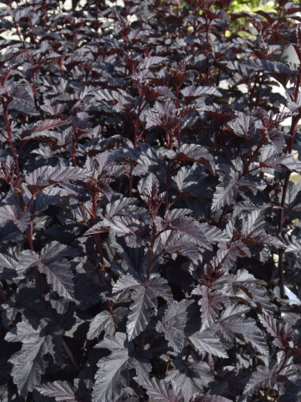 Пузыреплодник Пантера (Panther) купить с доставкой