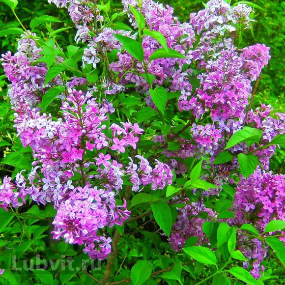 Сирень Китайская (Syringa x chinensis) купить с доставкой