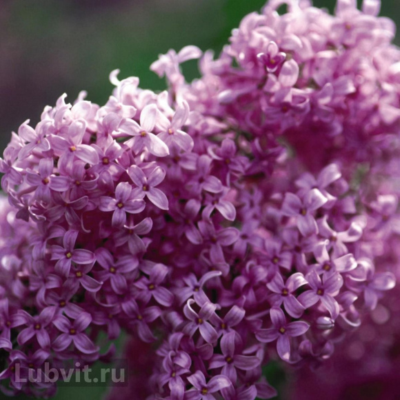 Сирень Китайская (Syringa x chinensis) купить с доставкой