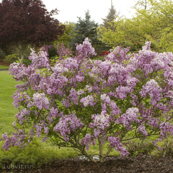 Сирень Китайская (Syringa x chinensis) купить с доставкой
