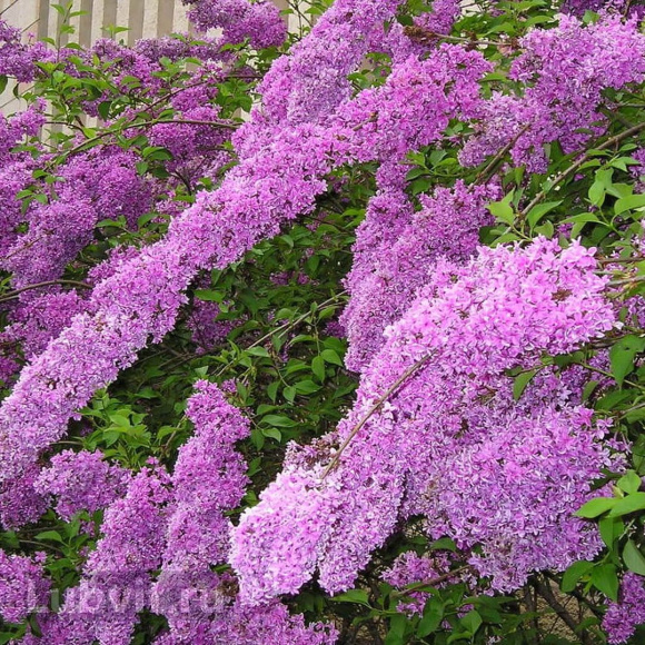 Сирень Китайская (Syringa x chinensis) купить с доставкой
