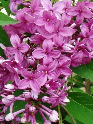 Сирень Китайская (Syringa x chinensis)