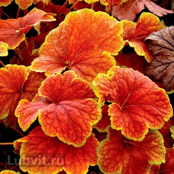 Гейхера Дельта Даун (Delta Dawn) купить с доставкой