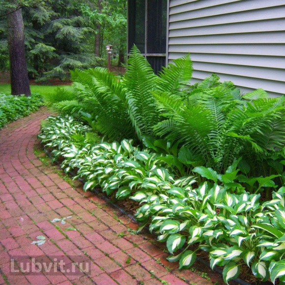 Хоста Кристмас Сонг (Christmas Song) [L] купить с доставкой