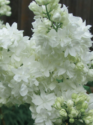 Сирень Русский север