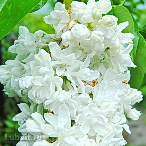 Сирень Русский север купить с доставкой