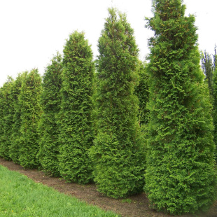 Туя Дугласи Пирамидалис (Douglasii Pyramidalis)