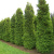 Туя Дугласи Пирамидалис (Douglasii Pyramidalis) купить с доставкой