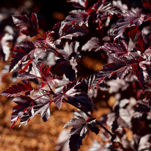 Пузыреплодник Миднайт Джо Найт (Мidnight Jonight) купить с доставкой