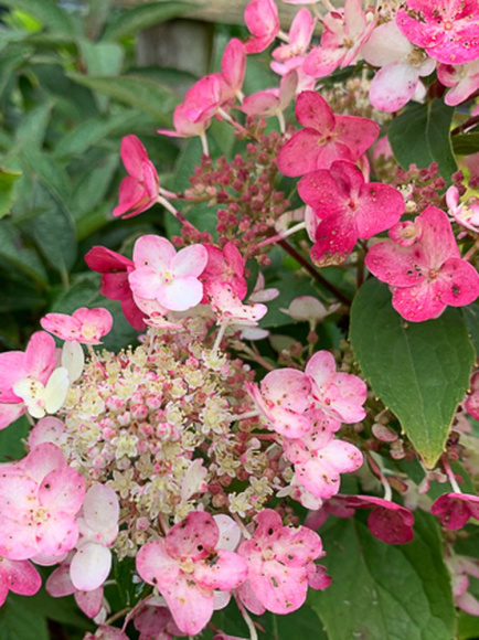 Гортензия Эрли Гари (Early Harry) метельчатая купить с доставкой